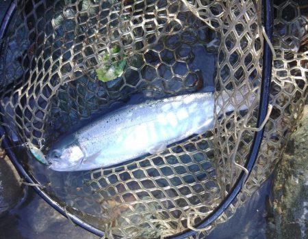 増水だ！天竜川ルアーフライ専用区